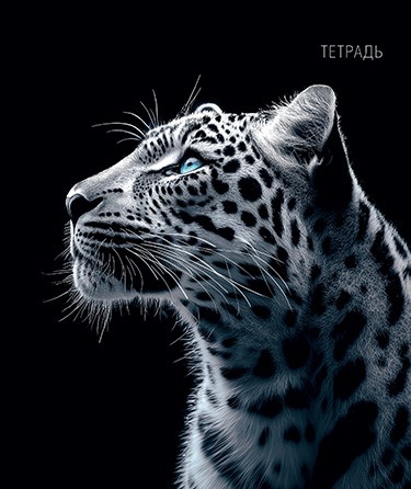 Тетрадь 48л. кл., обл. выбор. Уф-Лак "Дикая кошка", КТС-Про (10/80) С0231-18