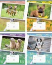 Тетрадь 18л. лин., обл. мелов., DogSelfie, ассорти, БиДжи (20/160) Т5ск18 5234