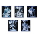 Тетрадь общая ученическая ErichKrause Flower Ray, 48 листов, клетка, металлизированный голографический картон_MIX-PACK 048015154-63314