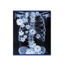 Тетрадь общая ученическая ErichKrause Flower Ray, 48 листов, клетка, металлизированный голографический картон_MIX-PACK 048015154-63314