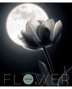 Тетрадь 48 л. кл. обл. мел. картон "Цветок на черном", КТС-Про (10/80) С0230-08